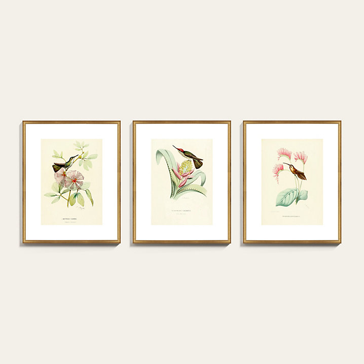 History of Hummingbirds Art